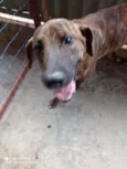 Tigrão