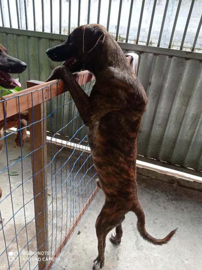 Cachorro raça Pitbull e vira lata idade 1 ano nome Tigrão