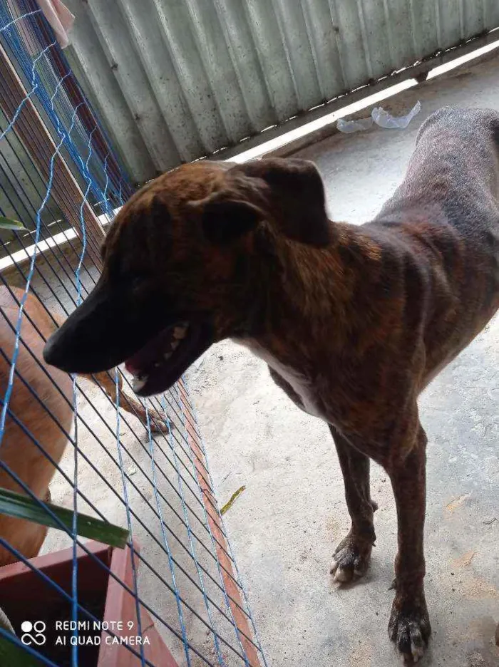 Cachorro raça Pitbull e vira lata idade 1 ano nome Tigrão