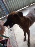 Tigrão