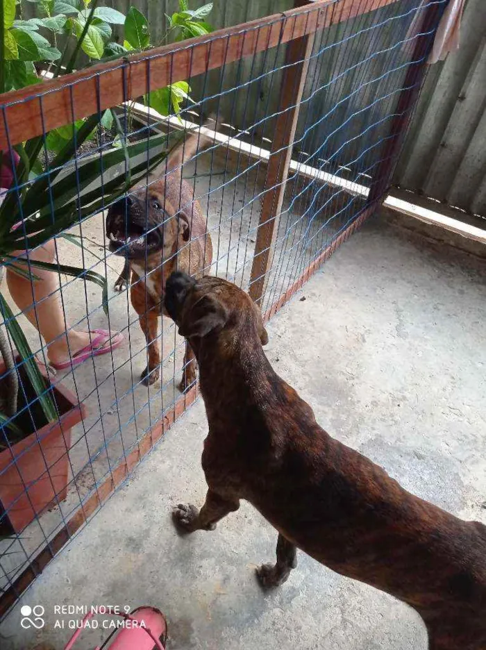 Cachorro raça Pitbull e vira lata idade 1 ano nome Tigrão