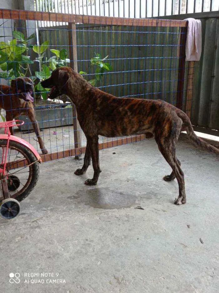 Cachorro raça Pitbull e vira lata idade 1 ano nome Tigrão
