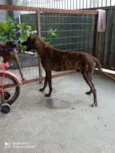Tigrão