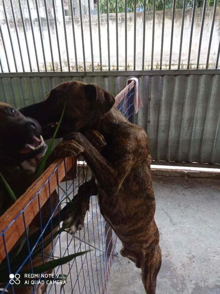 Cachorro raça Pitbull e vira lata idade 1 ano nome Tigrão