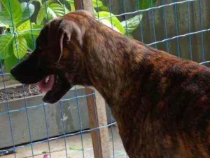 Cachorro raça Pitbull e vira lata idade 1 ano nome Tigrão