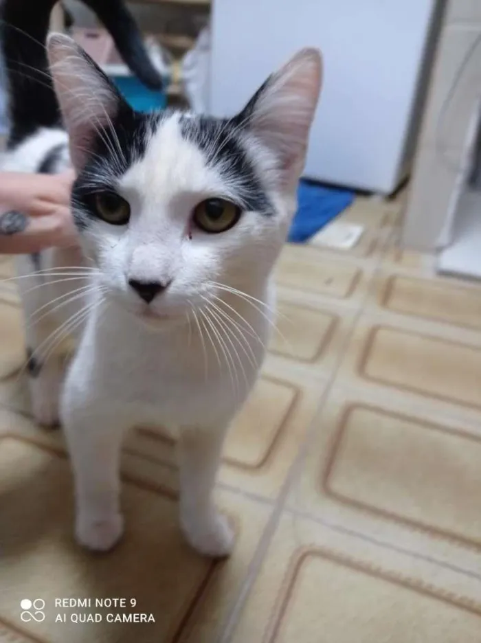 Gato ra a Pelo curto brasileiro idade 7 a 11 meses nome Juliette