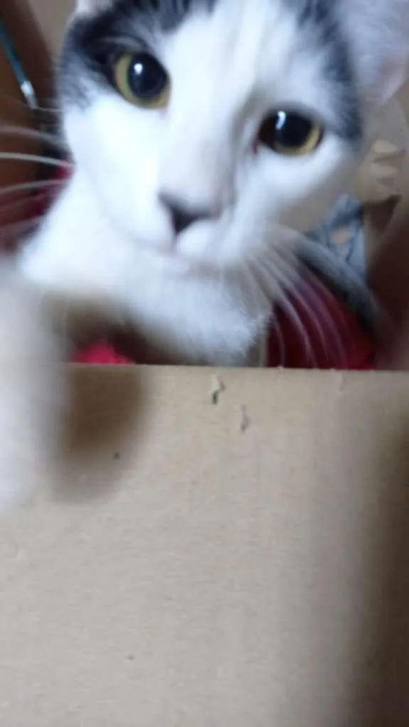 Gato ra a Pelo curto brasileiro idade 7 a 11 meses nome Juliette