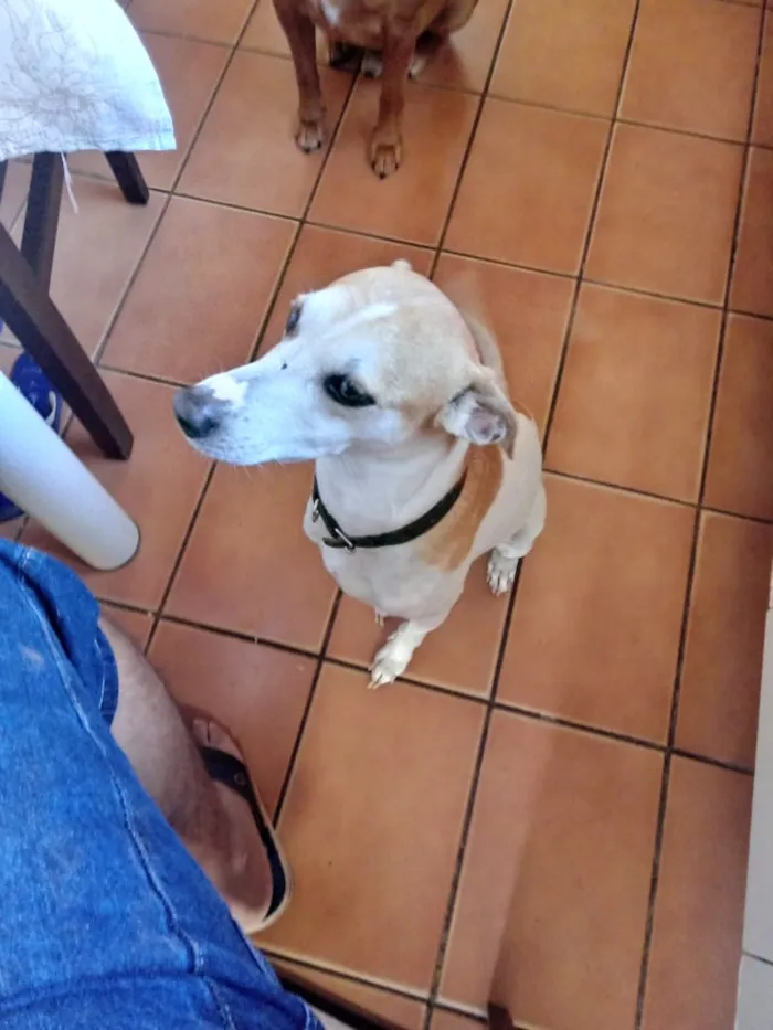 Cachorro ra a Vira lata idade 5 anos nome Ned