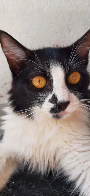 Gato raça Frajola idade 7 a 11 meses nome Lilith