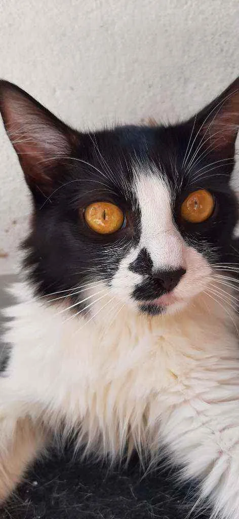 Gato ra a Frajola idade 7 a 11 meses nome Lilith