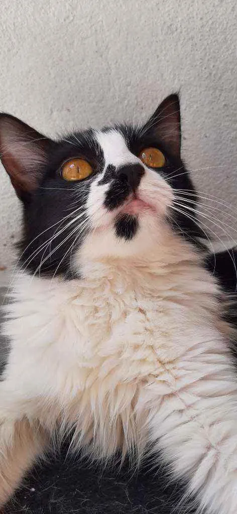 Gato ra a Frajola idade 7 a 11 meses nome Lilith