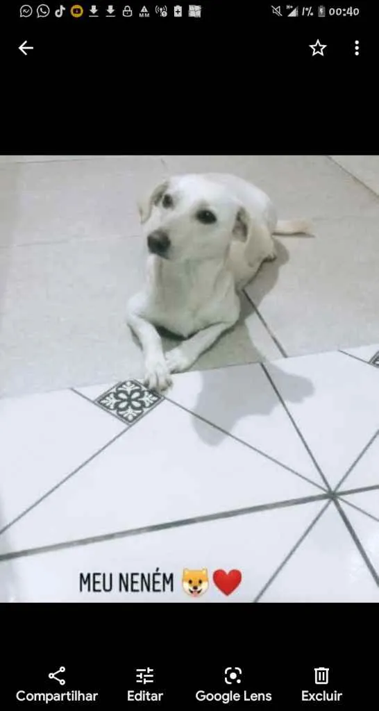 Cachorro ra a Labradora Canadense  idade 2 anos nome Maia