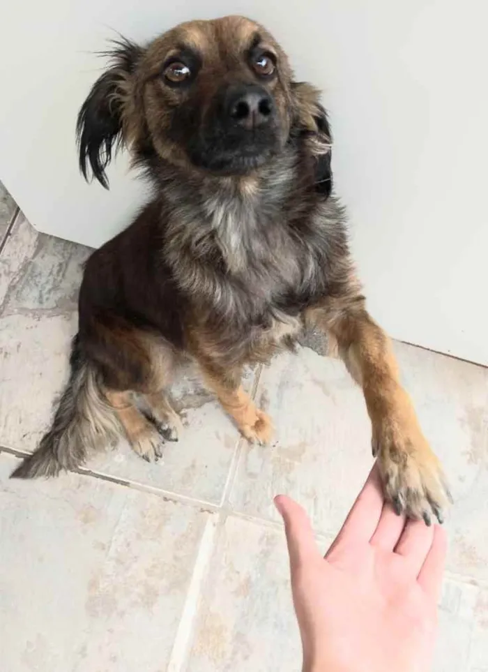 Cachorro raça Sem raça definida  idade 2 anos nome Pipoca 