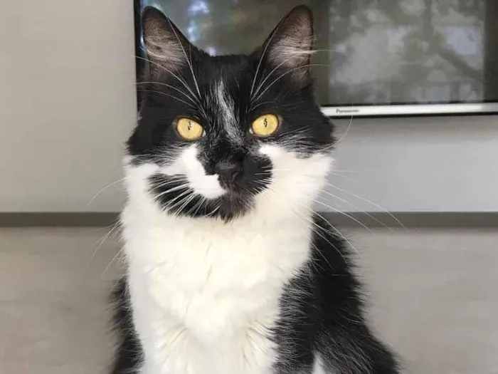 Gato ra a Srd  idade 6 ou mais anos nome Dudu