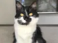 Dudu