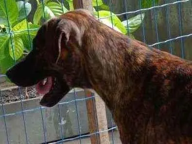 Cachorro raça Pitbull e vira lata idade 1 ano nome Tigrão