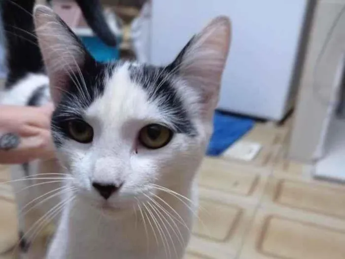 Gato ra a Pelo curto brasileiro idade 7 a 11 meses nome Juliette
