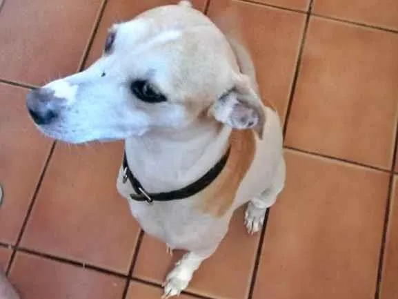 Cachorro ra a Vira lata idade 5 anos nome Ned