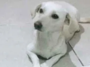Cachorro raça Labradora Canadense  idade 2 anos nome Maia