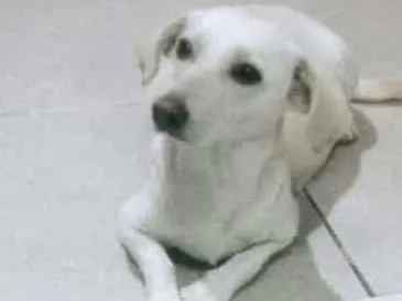 Cachorro ra a Labradora Canadense  idade 2 anos nome Maia