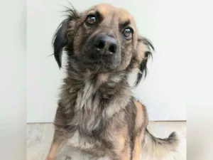 Cachorro raça Sem raça definida  idade 2 anos nome Pipoca 