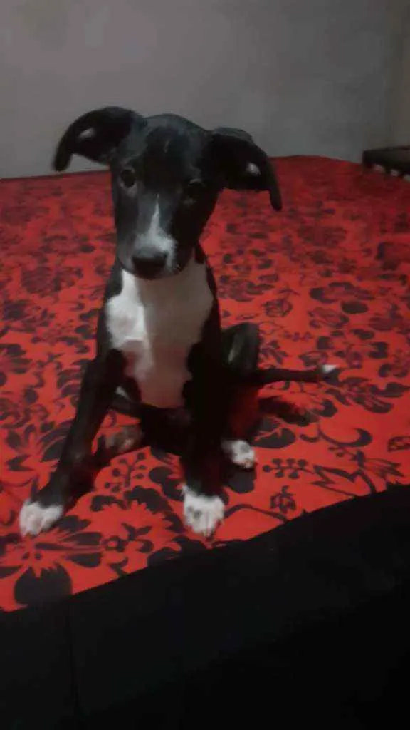Cachorro ra a SRD idade 2 a 6 meses nome Oreo