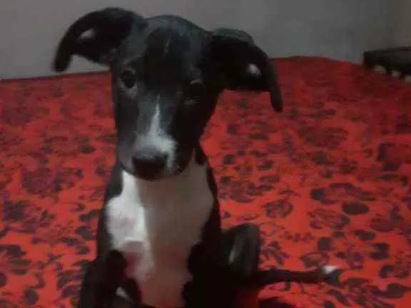 Cachorro ra a SRD idade 2 a 6 meses nome Oreo