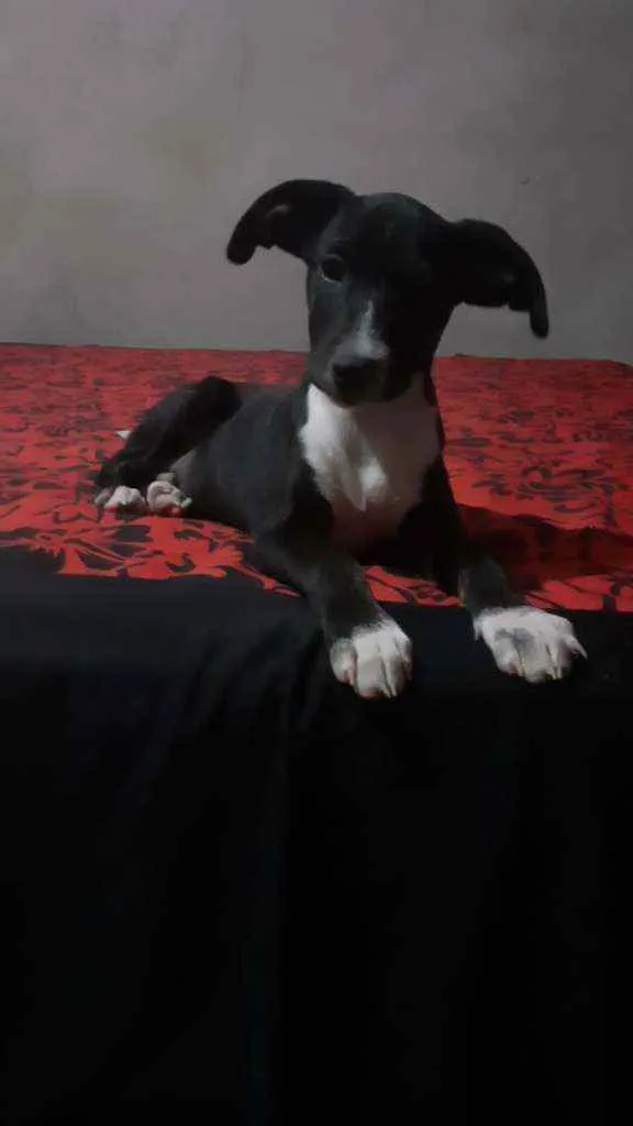 Cachorro ra a SRD idade 2 a 6 meses nome Oreo