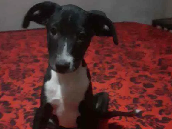 Cachorro ra a SRD idade 2 a 6 meses nome Oreo