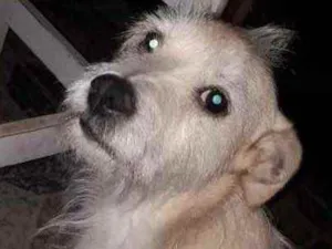 Cachorro raça Srd idade 2 anos nome Princesa linda 