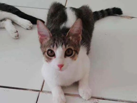 Gato ra a Indefinida  idade 2 a 6 meses nome Mel 