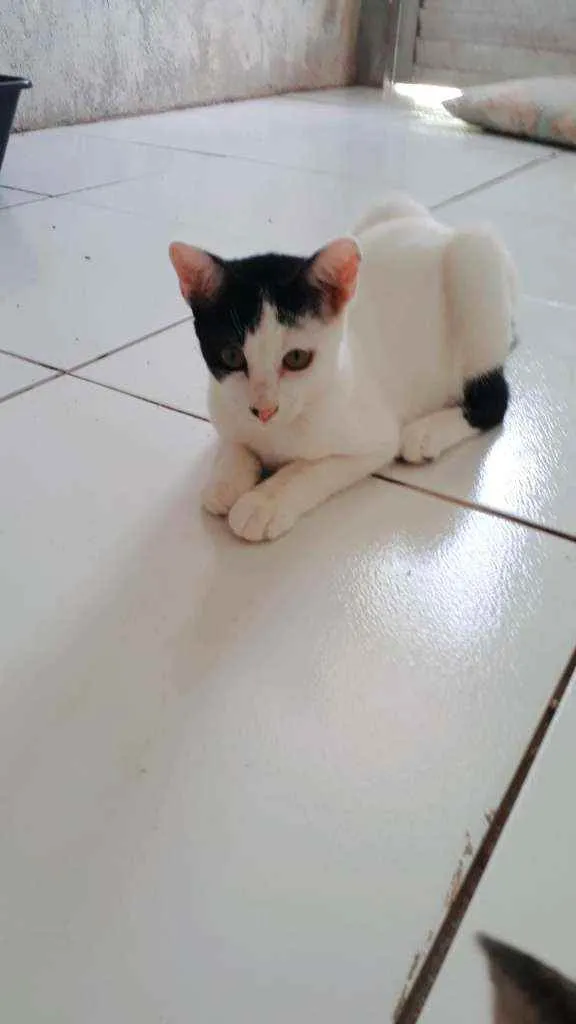 Gato ra a  idade 2 a 6 meses nome Dakota