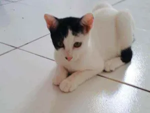 Gato raça  idade 2 a 6 meses nome Dakota