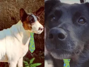 Cachorro raça Mesticos  idade 1 ano nome Pitty e Zulu 