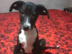 Cachorro raça SRD idade 2 a 6 meses nome Oreo