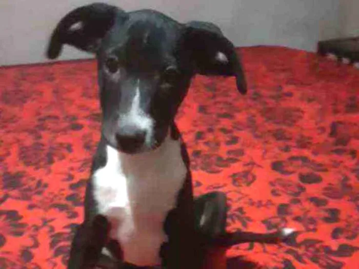 Cachorro ra a SRD idade 2 a 6 meses nome Oreo