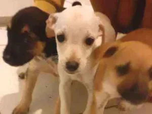 Cachorro raça SRD idade Abaixo de 2 meses nome Sem nome