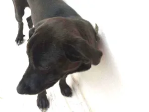 Cachorro raça Vira lata idade 7 a 11 meses nome Bob