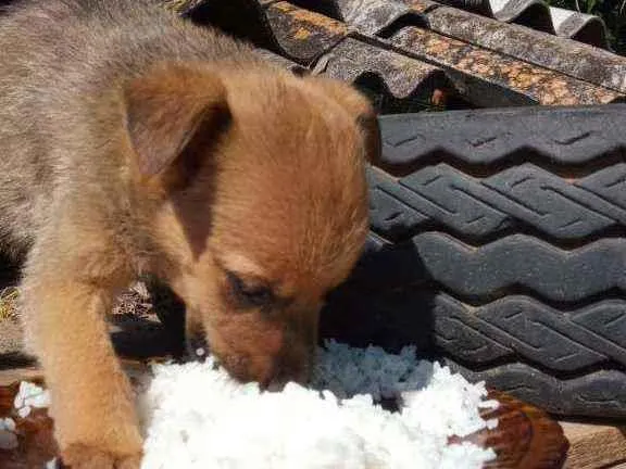 Cachorro raça SRD  idade 2 a 6 meses nome Filhotes 