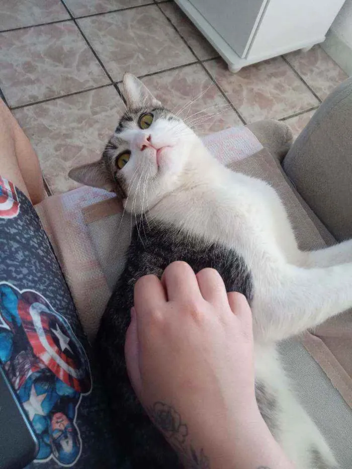 Gato raça  idade 1 ano nome Tunico
