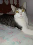 Tunico