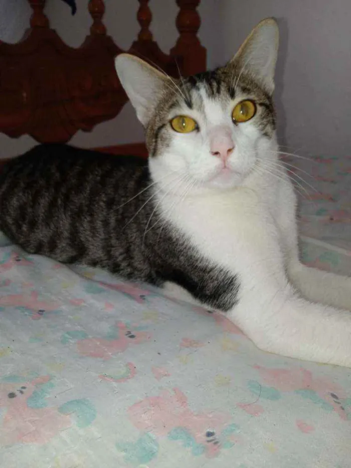 Gato raça  idade 1 ano nome Tunico