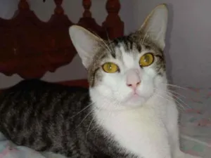 Gato raça  idade 1 ano nome Tunico