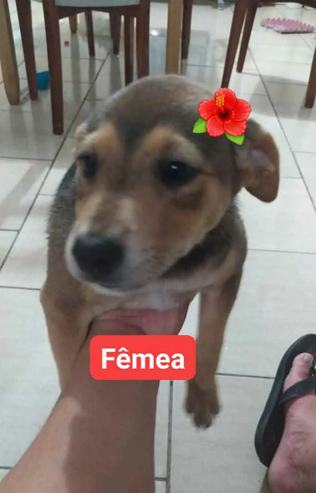 Cachorro raça sem raça definida idade 2 a 6 meses nome sem nomes definidos