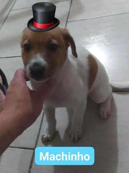 Cachorro raça sem raça definida idade 2 a 6 meses nome sem nomes definidos
