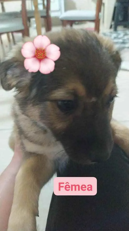 Cachorro raça sem raça definida idade 2 a 6 meses nome sem nomes definidos