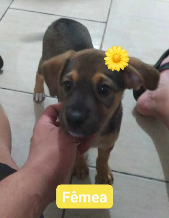 Cachorro raça sem raça definida idade 2 a 6 meses nome sem nomes definidos