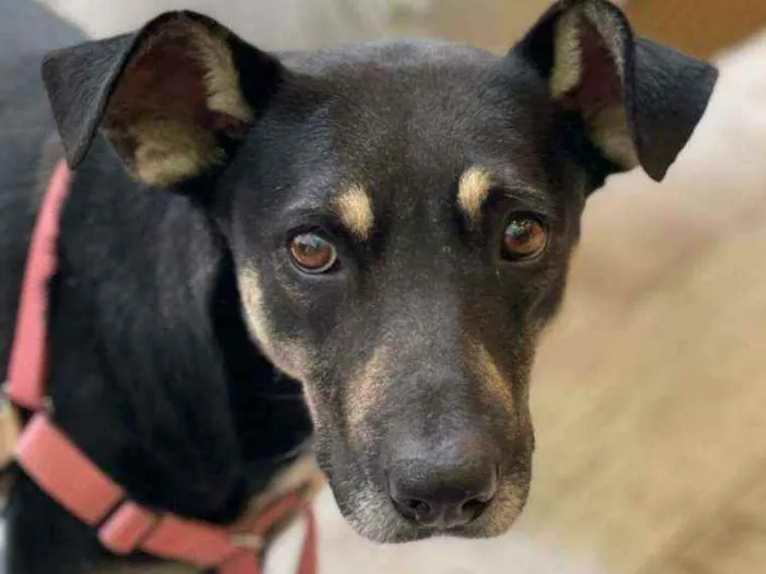 Cachorro ra a SRD-vira lata idade 2 anos nome Lara