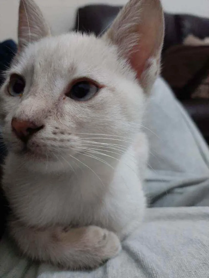 Gato ra a Sem raça definida idade 2 a 6 meses nome Mariáh