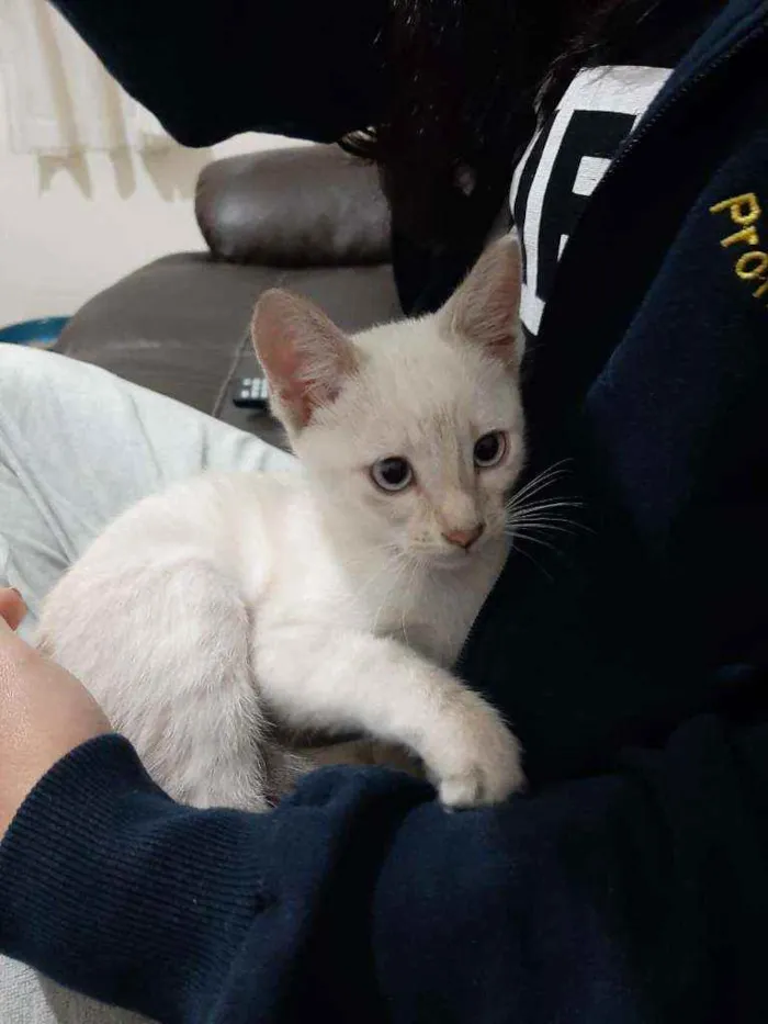 Gato ra a Sem raça definida idade 2 a 6 meses nome Mariáh